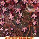 D - Sakura Hanazaki Somenikeri Regular Edition (Japan Import)