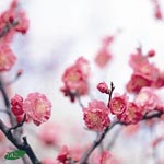 V.A. - Haru no Otozure Spring Jazz Collection (Japan Import)