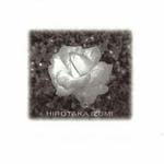 Hirotaka Izumi - Hirotaka Izumi covers LOVE SONGS (Japan Import)